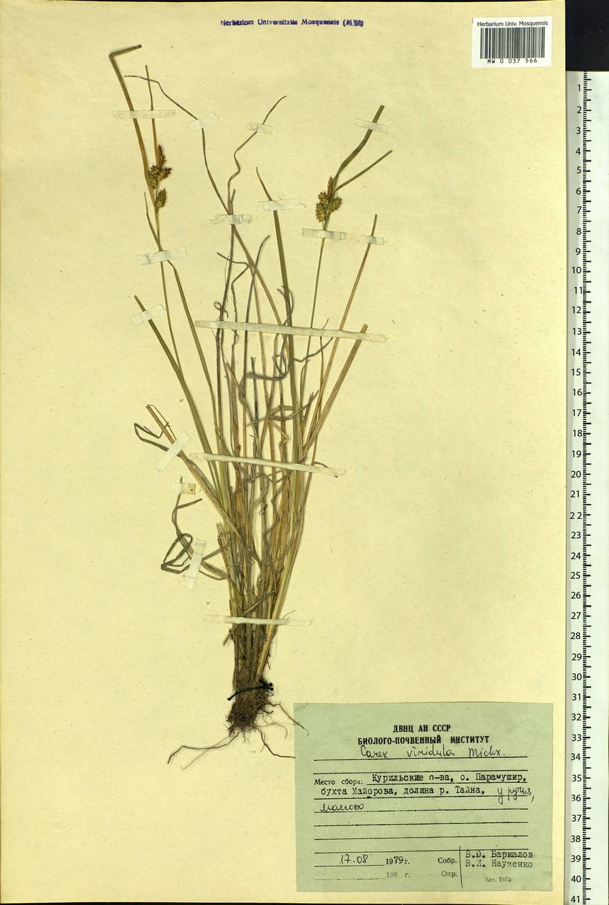 Carex oederi var. oederi, Siberia, Russian Far East (S6) (Russia)