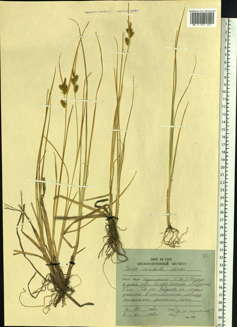 Carex oederi var. oederi, Siberia, Russian Far East (S6) (Russia)
