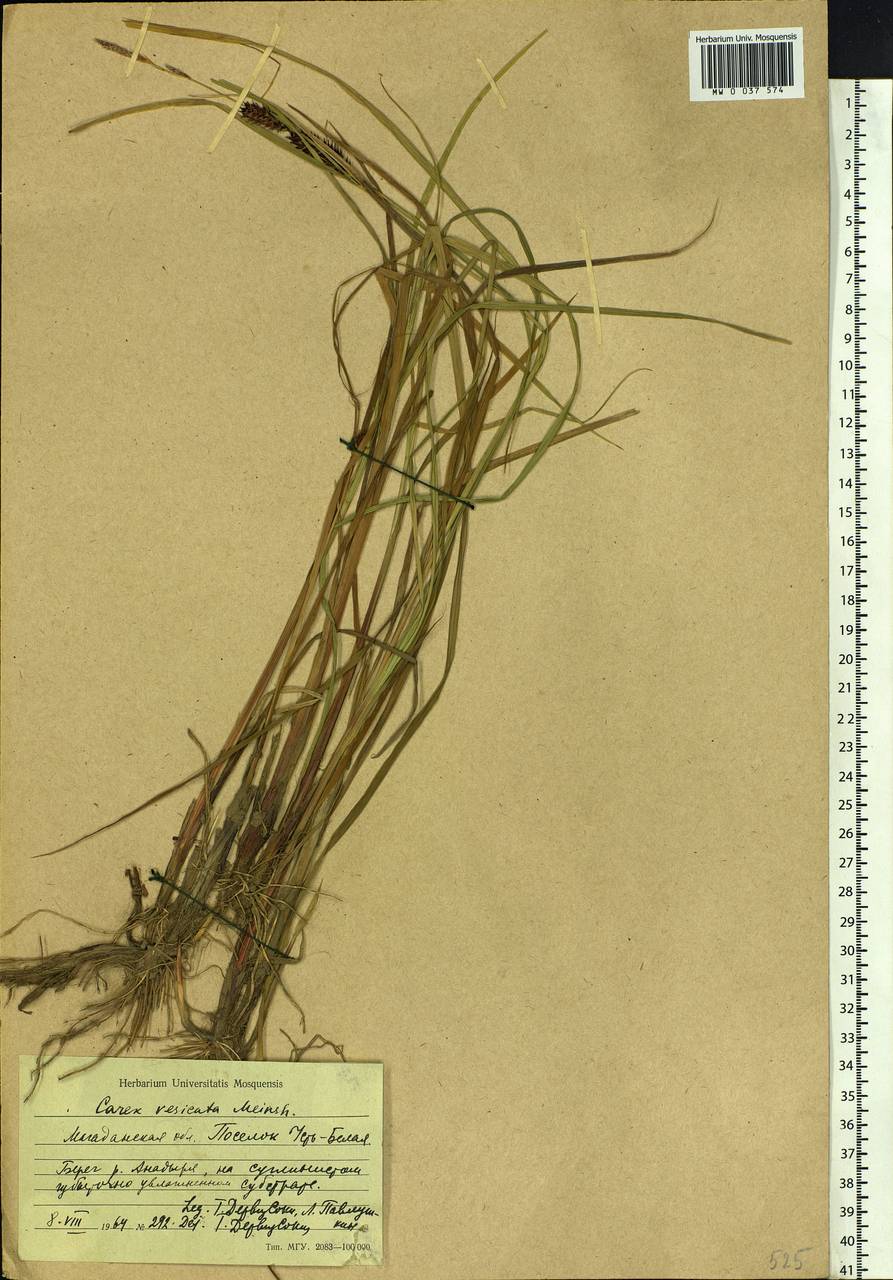 Carex vesicata Meinsh., Siberia, Chukotka & Kamchatka (S7) (Russia)