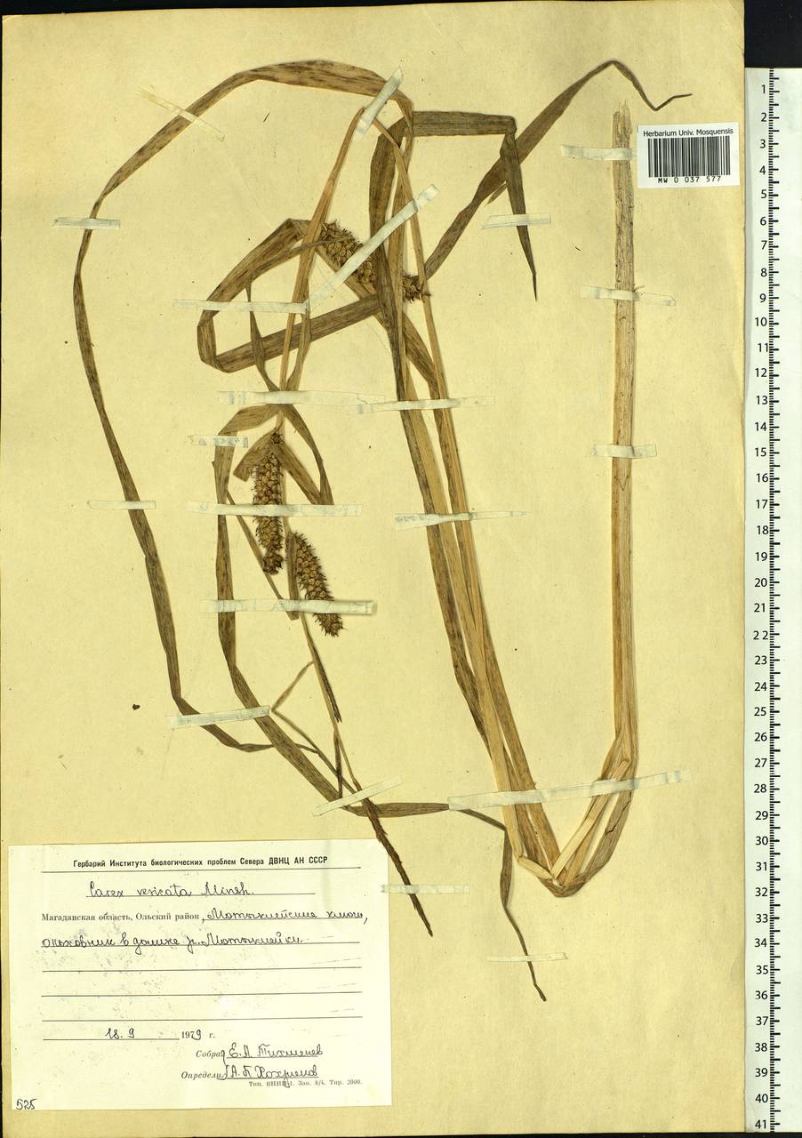 Carex vesicata Meinsh., Siberia, Chukotka & Kamchatka (S7) (Russia)