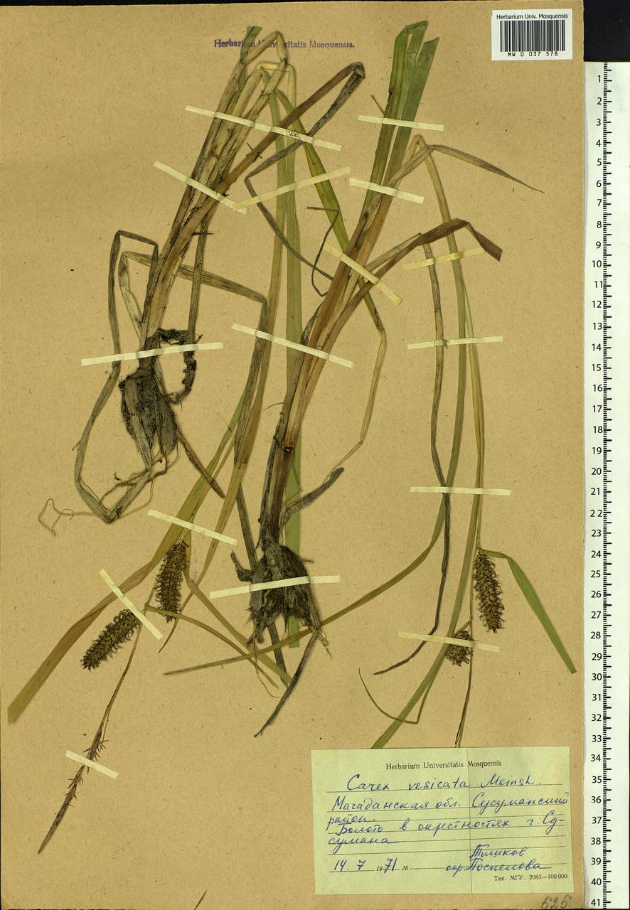 Carex vesicata Meinsh., Siberia, Chukotka & Kamchatka (S7) (Russia)