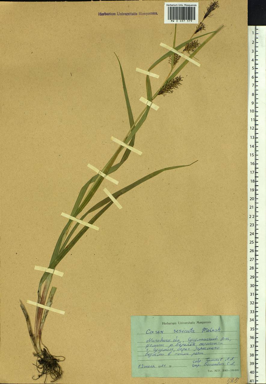 Carex vesicata Meinsh., Siberia, Chukotka & Kamchatka (S7) (Russia)