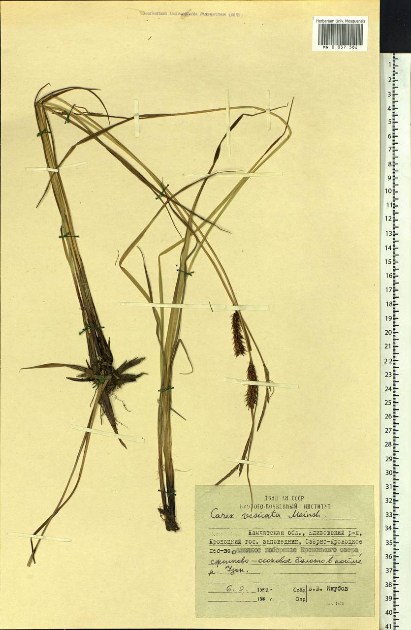 Carex vesicata Meinsh., Siberia, Chukotka & Kamchatka (S7) (Russia)