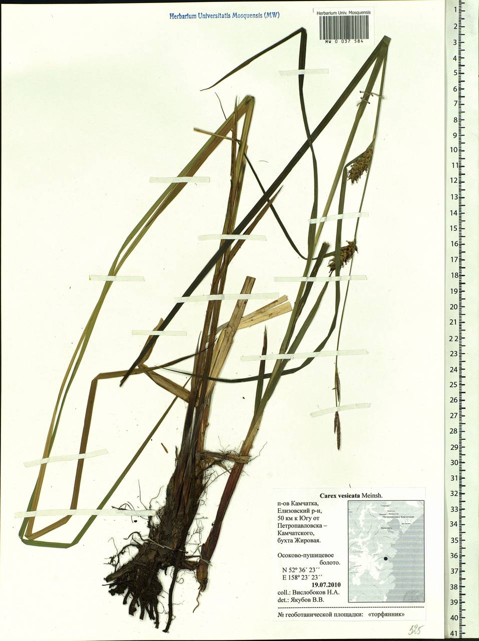 Carex vesicata Meinsh., Siberia, Chukotka & Kamchatka (S7) (Russia)