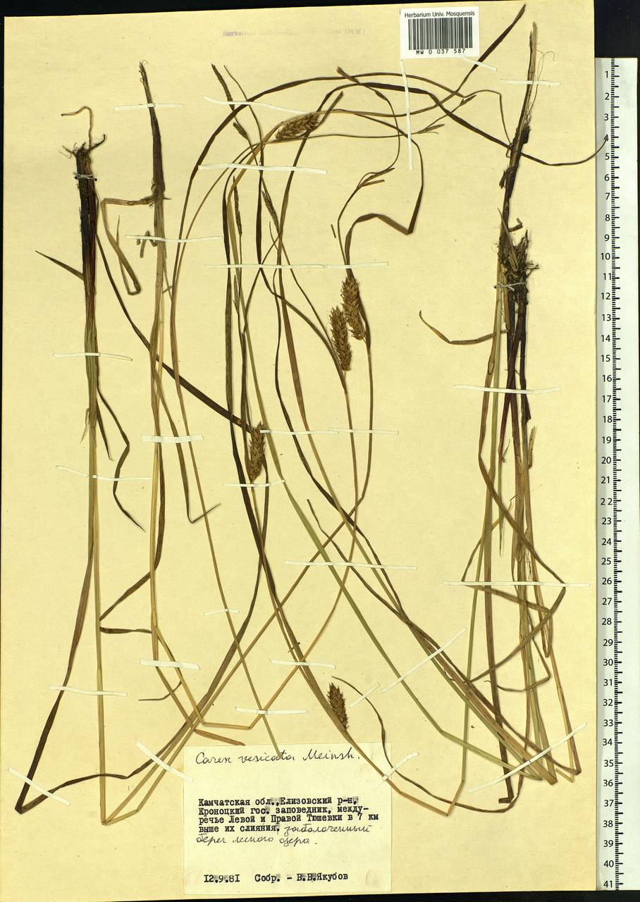 Carex vesicata Meinsh., Siberia, Chukotka & Kamchatka (S7) (Russia)