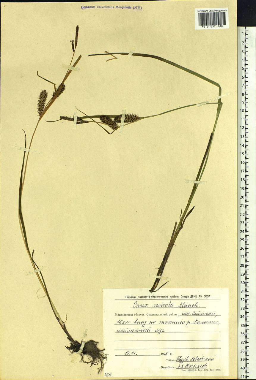 Carex vesicata Meinsh., Siberia, Chukotka & Kamchatka (S7) (Russia)