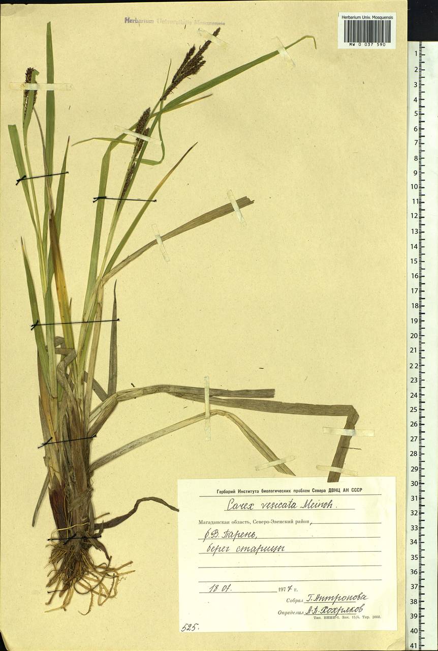 Carex vesicata Meinsh., Siberia, Chukotka & Kamchatka (S7) (Russia)