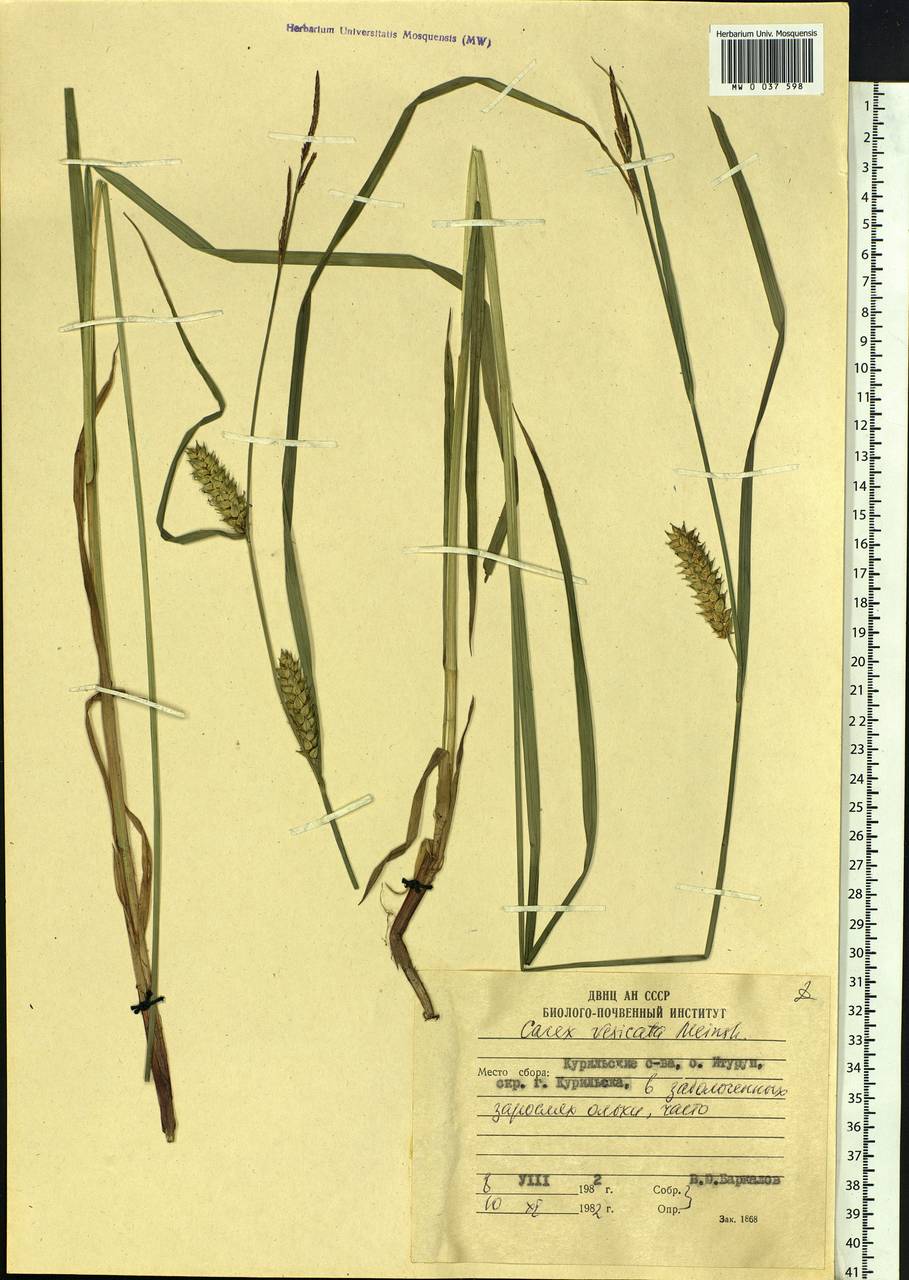 Carex vesicata Meinsh., Siberia, Russian Far East (S6) (Russia)