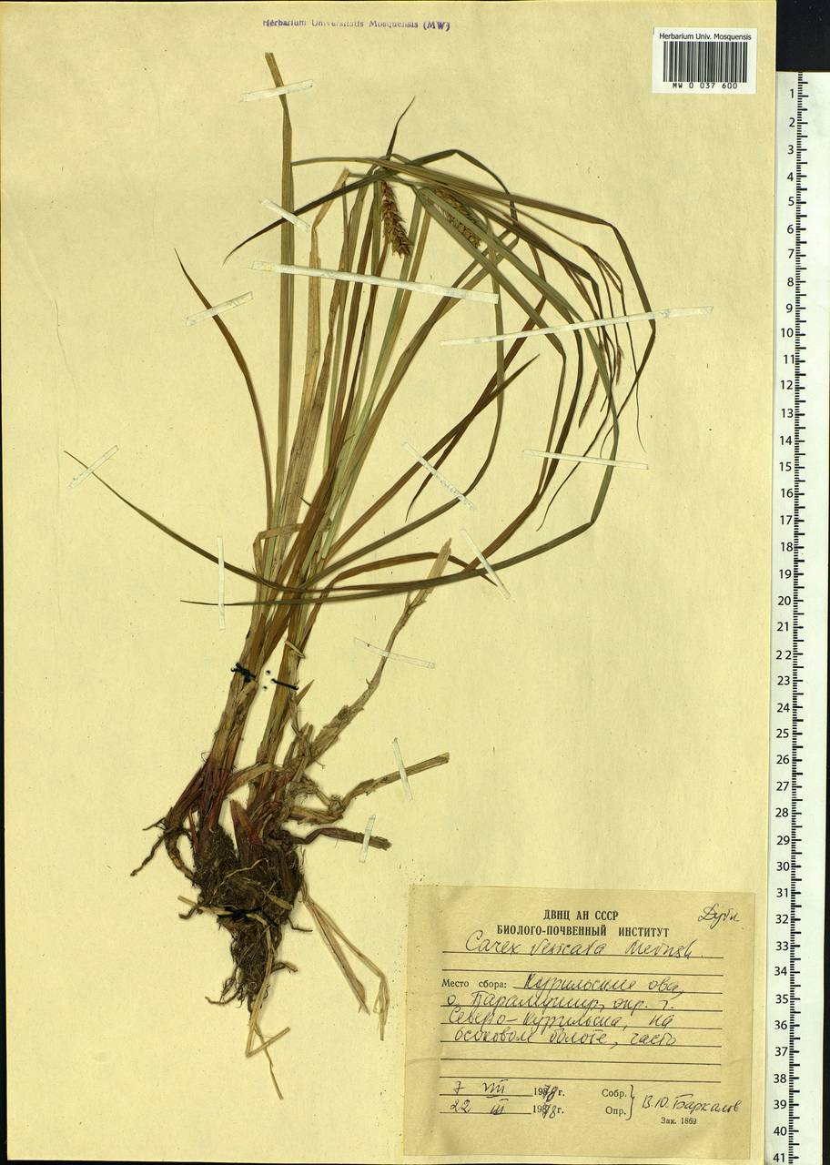 Carex vesicata Meinsh., Siberia, Russian Far East (S6) (Russia)