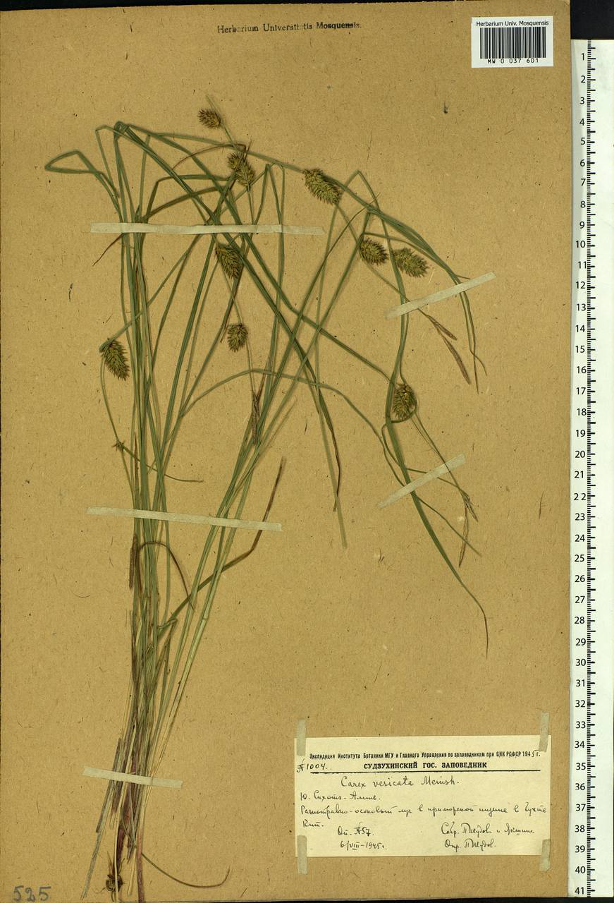 Carex vesicata Meinsh., Siberia, Russian Far East (S6) (Russia)
