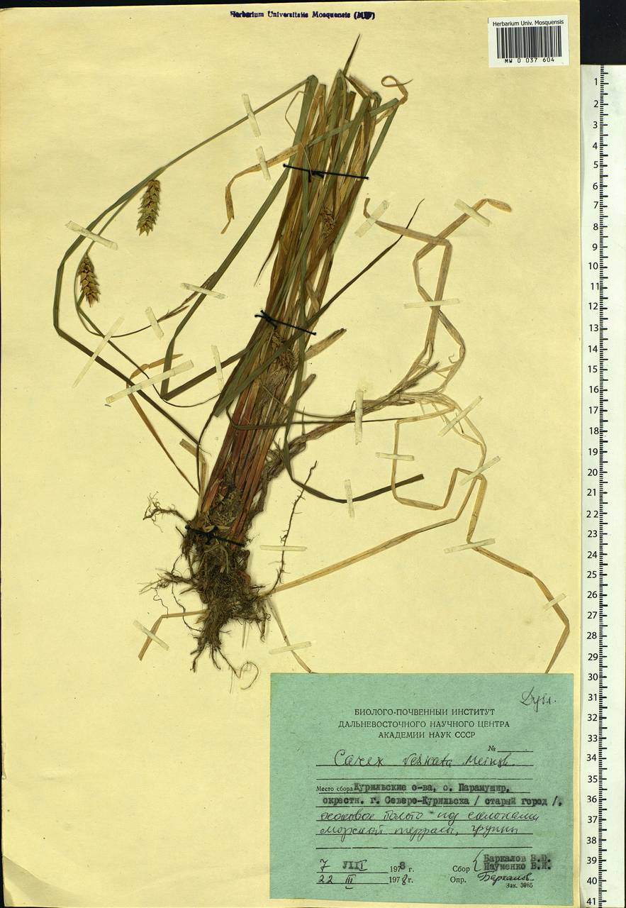 Carex vesicata Meinsh., Siberia, Russian Far East (S6) (Russia)
