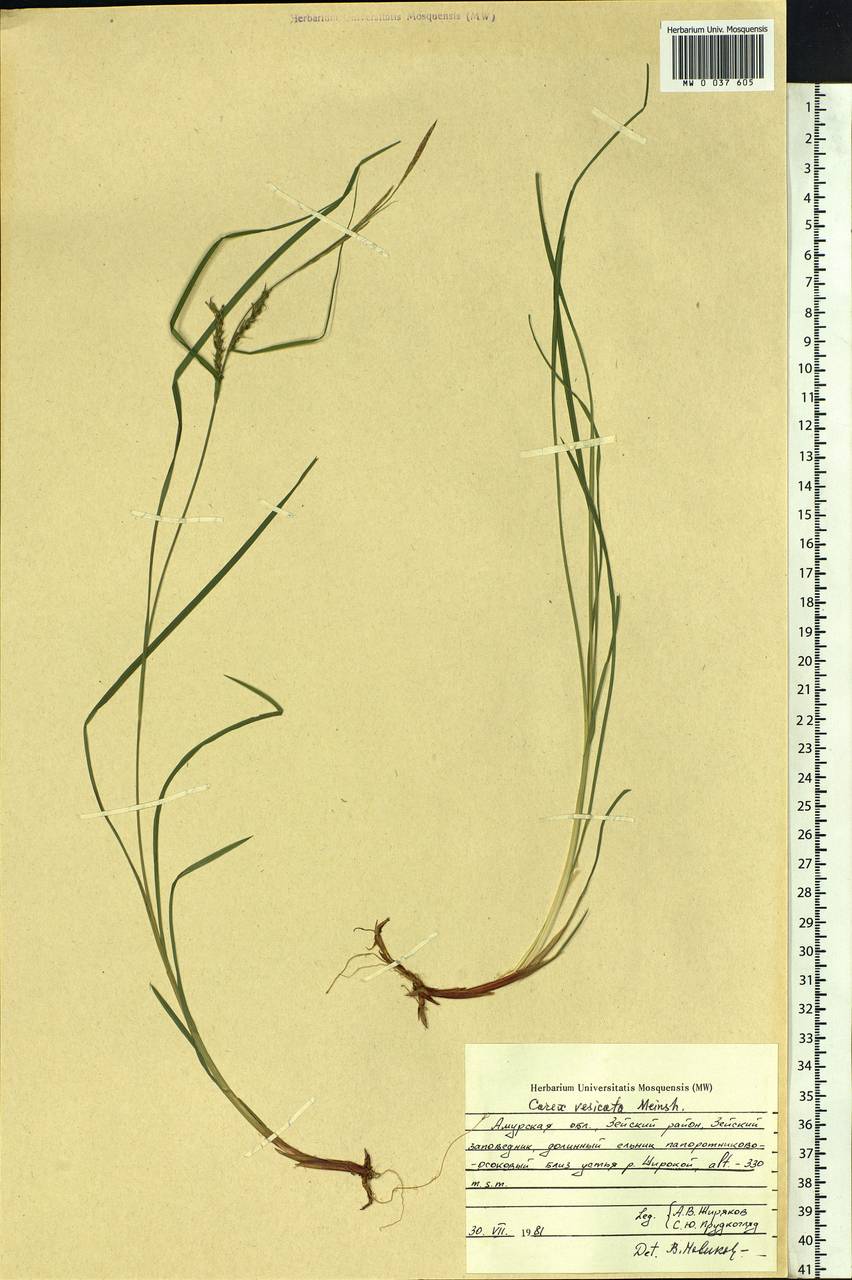 Carex vesicata Meinsh., Siberia, Russian Far East (S6) (Russia)