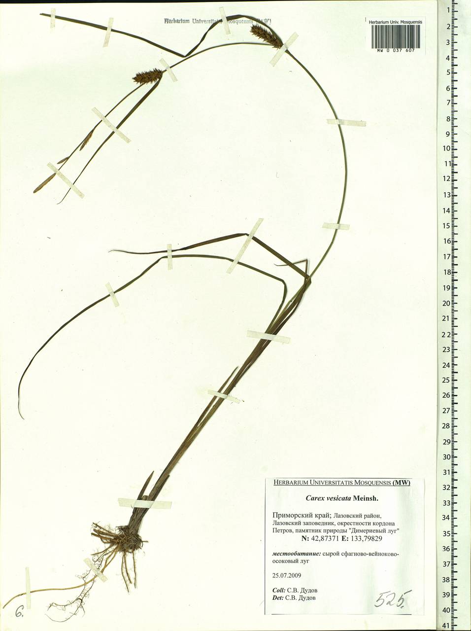 Carex vesicata Meinsh., Siberia, Russian Far East (S6) (Russia)