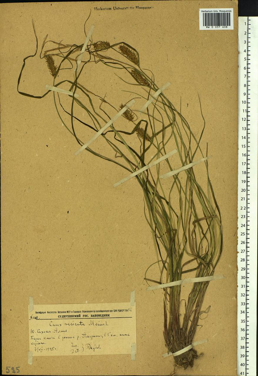 Carex vesicata Meinsh., Siberia, Russian Far East (S6) (Russia)