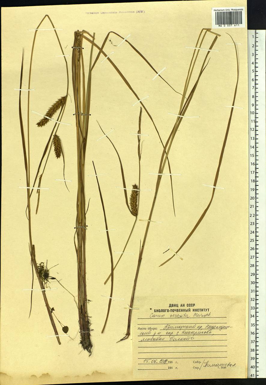 Carex vesicata Meinsh., Siberia, Russian Far East (S6) (Russia)