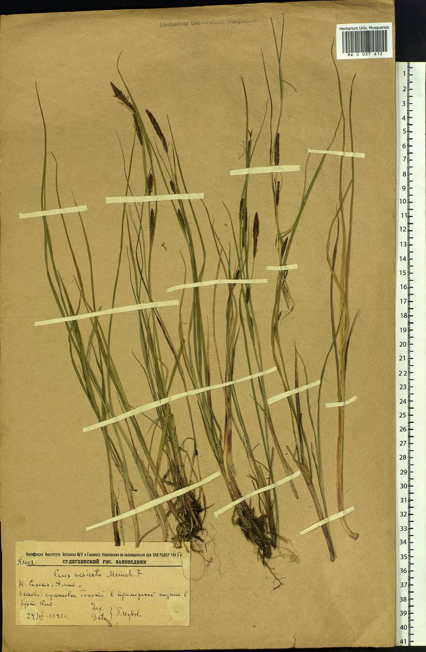Carex vesicata Meinsh., Siberia, Russian Far East (S6) (Russia)