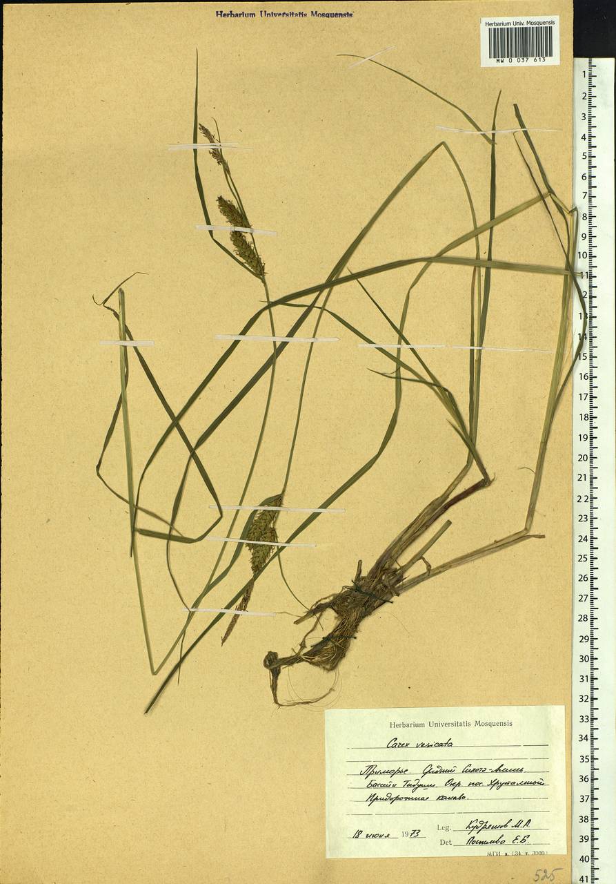 Carex vesicata Meinsh., Siberia, Russian Far East (S6) (Russia)