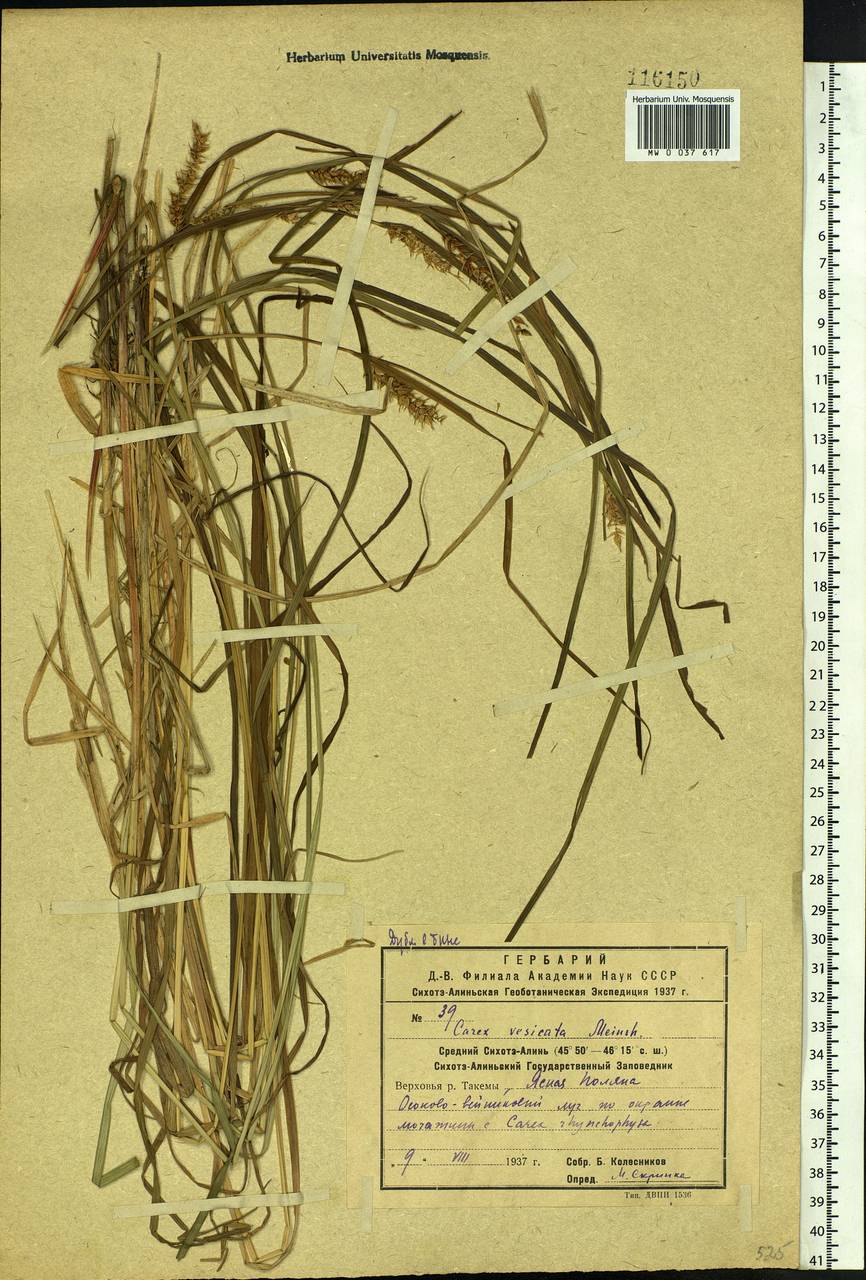 Carex vesicata Meinsh., Siberia, Russian Far East (S6) (Russia)