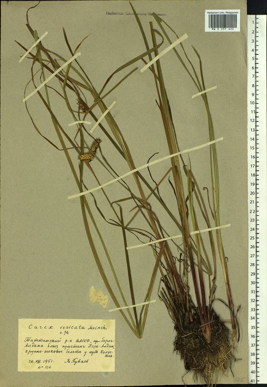 Carex vesicata Meinsh., Siberia, Yakutia (S5) (Russia)