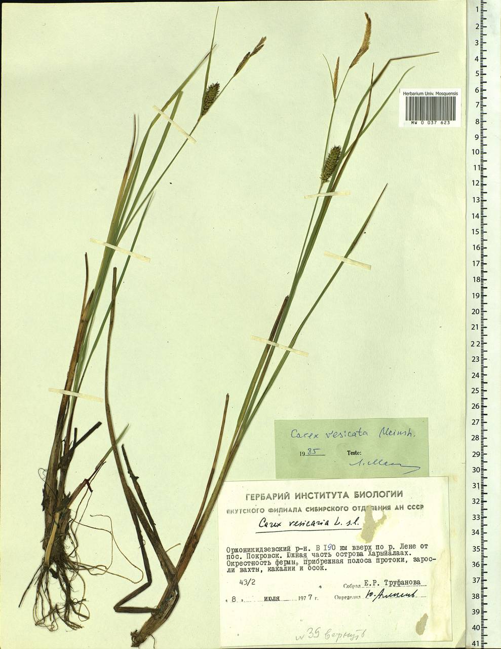 Carex vesicata Meinsh., Siberia, Yakutia (S5) (Russia)