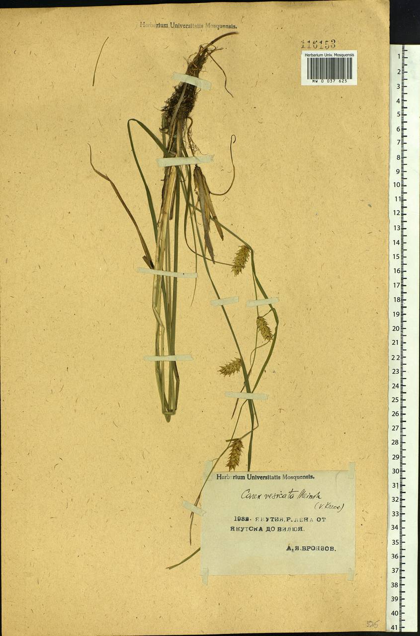 Carex vesicata Meinsh., Siberia, Yakutia (S5) (Russia)