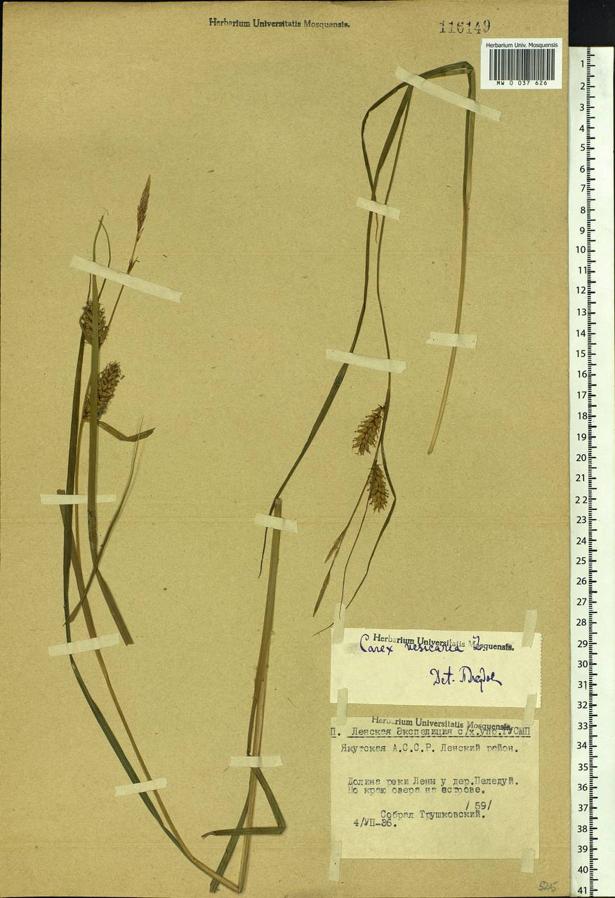 Carex vesicata Meinsh., Siberia, Yakutia (S5) (Russia)