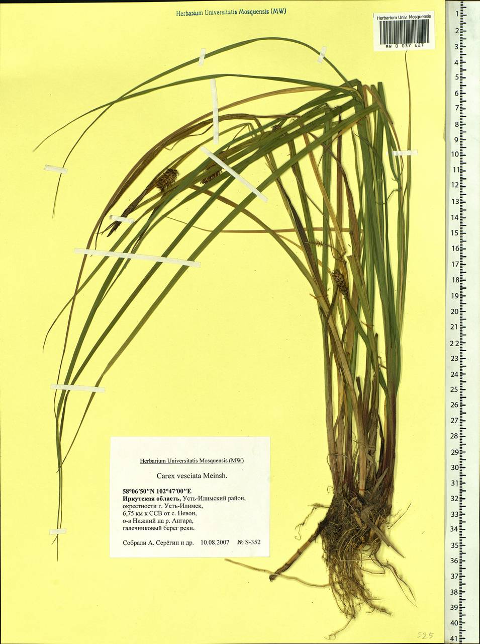 Carex vesicata Meinsh., Siberia, Baikal & Transbaikal region (S4) (Russia)