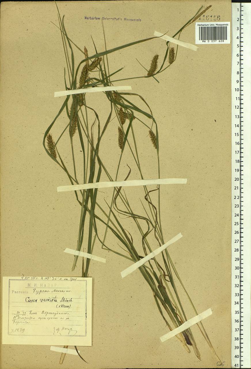 Carex vesicata Meinsh., Siberia, Baikal & Transbaikal region (S4) (Russia)