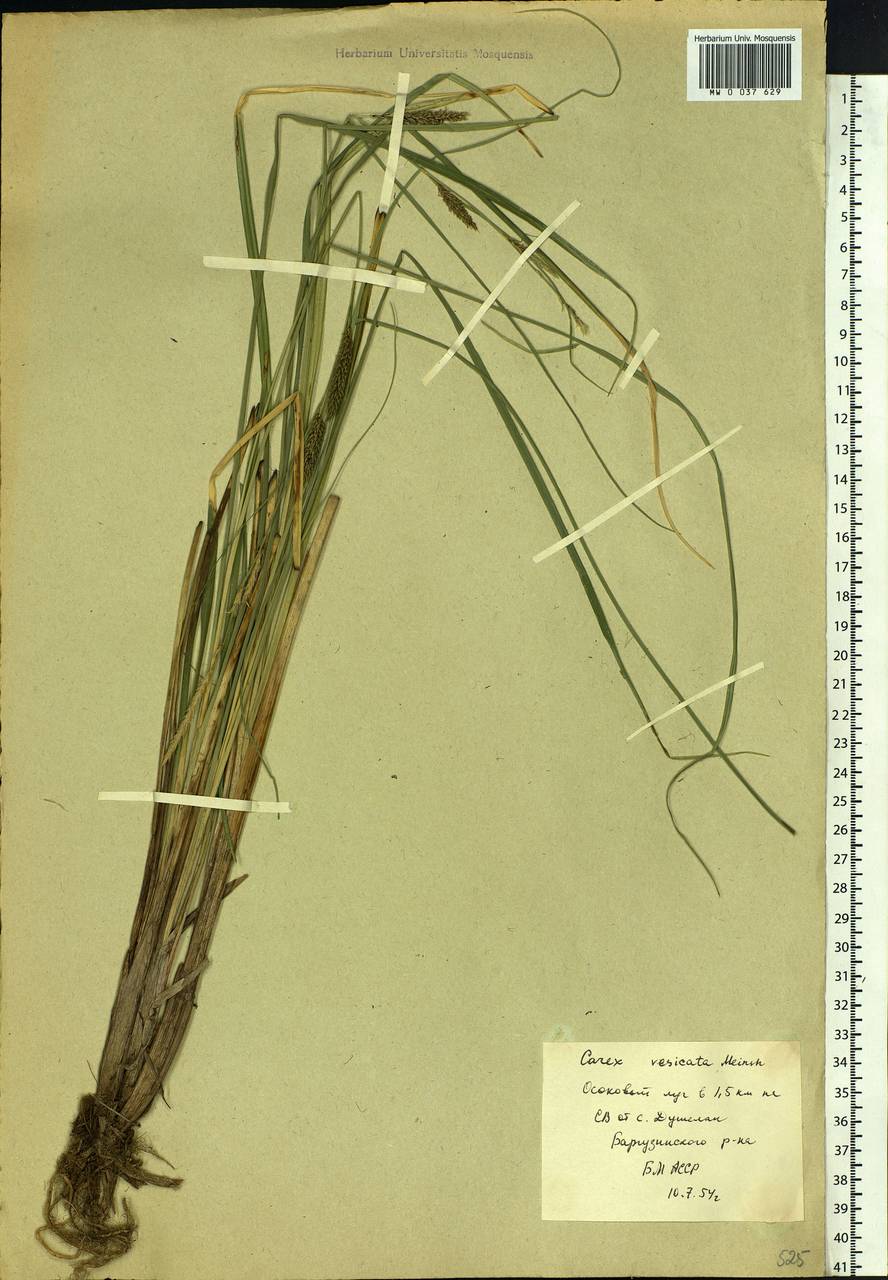 Carex vesicata Meinsh., Siberia, Baikal & Transbaikal region (S4) (Russia)