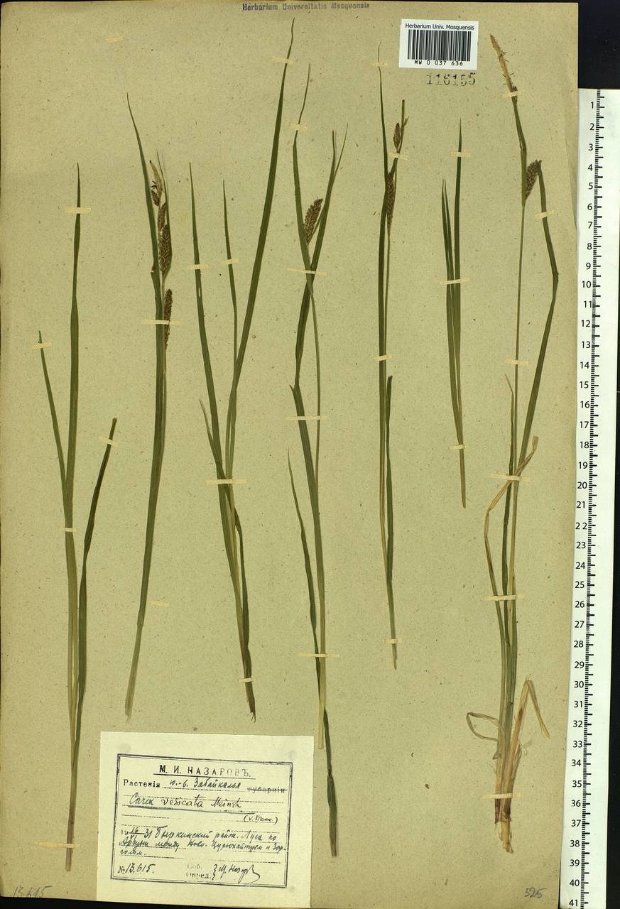 Carex vesicata Meinsh., Siberia, Baikal & Transbaikal region (S4) (Russia)