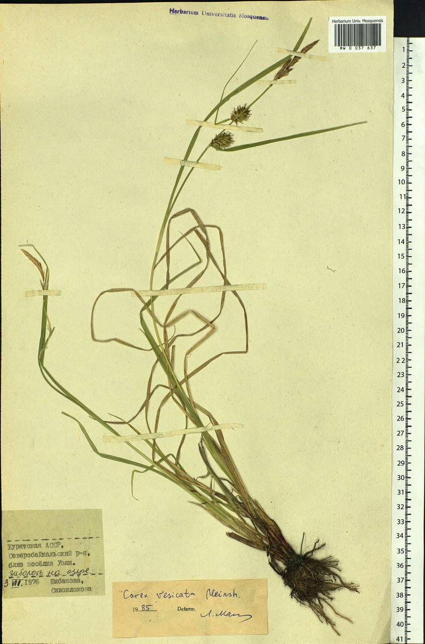 Carex vesicata Meinsh., Siberia, Baikal & Transbaikal region (S4) (Russia)