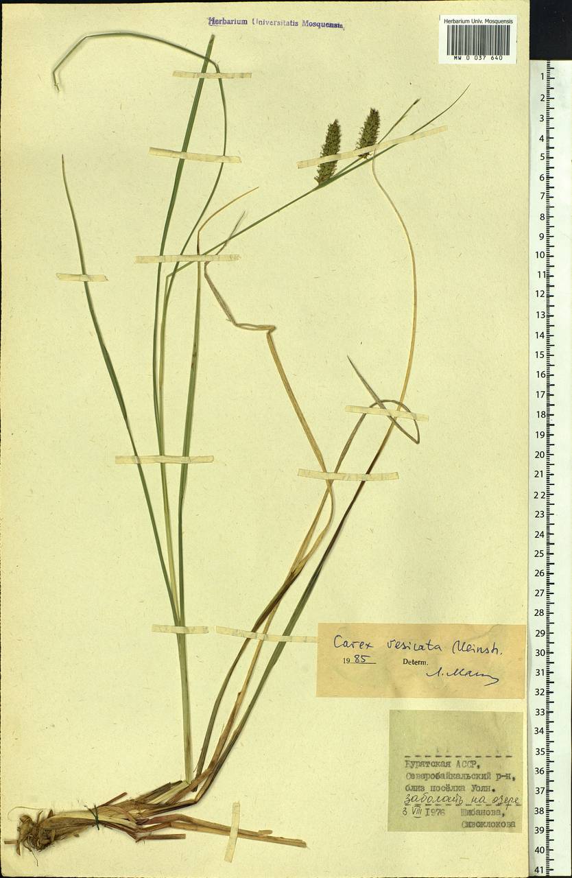 Carex vesicata Meinsh., Siberia, Baikal & Transbaikal region (S4) (Russia)