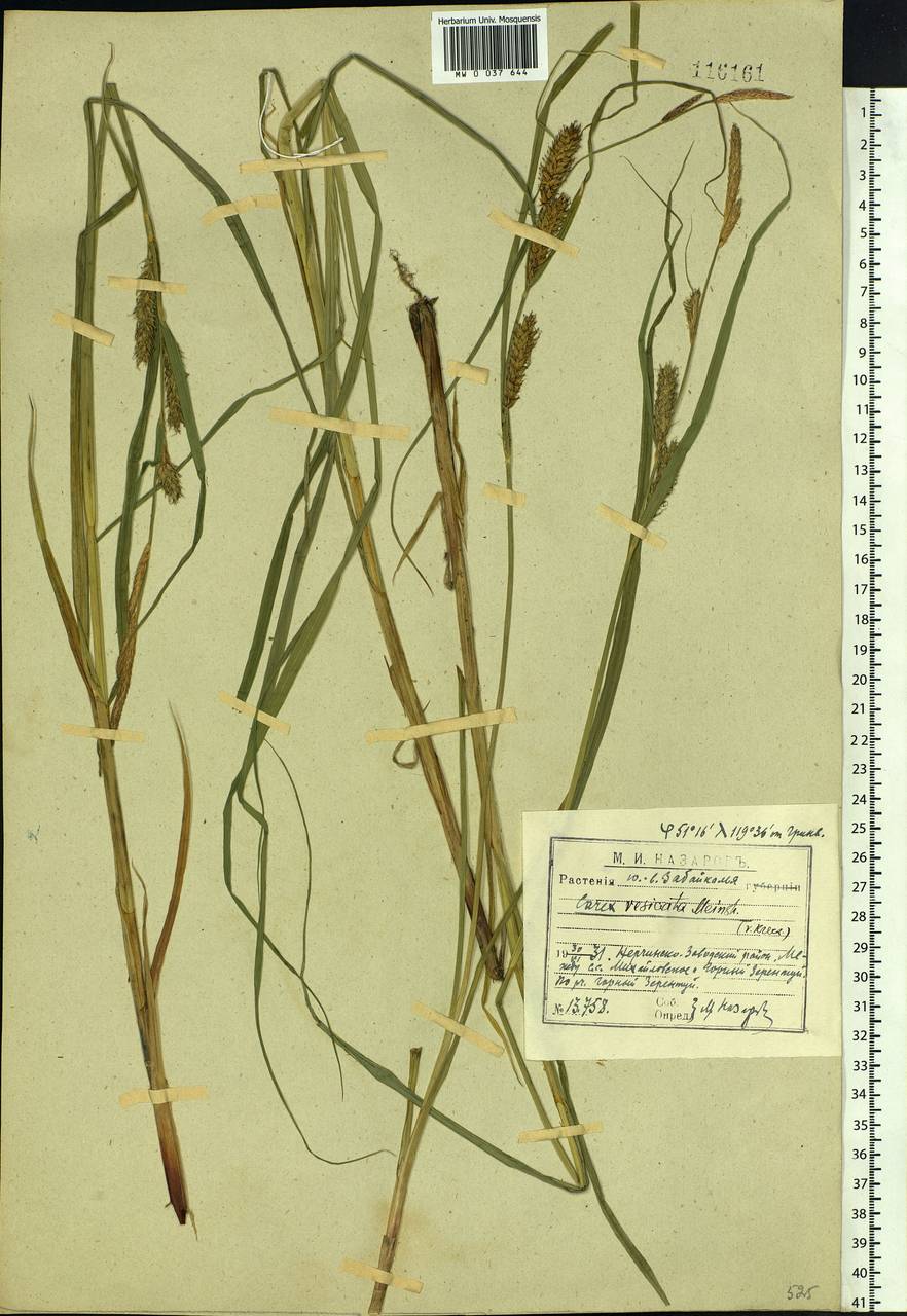 Carex vesicata Meinsh., Siberia, Baikal & Transbaikal region (S4) (Russia)