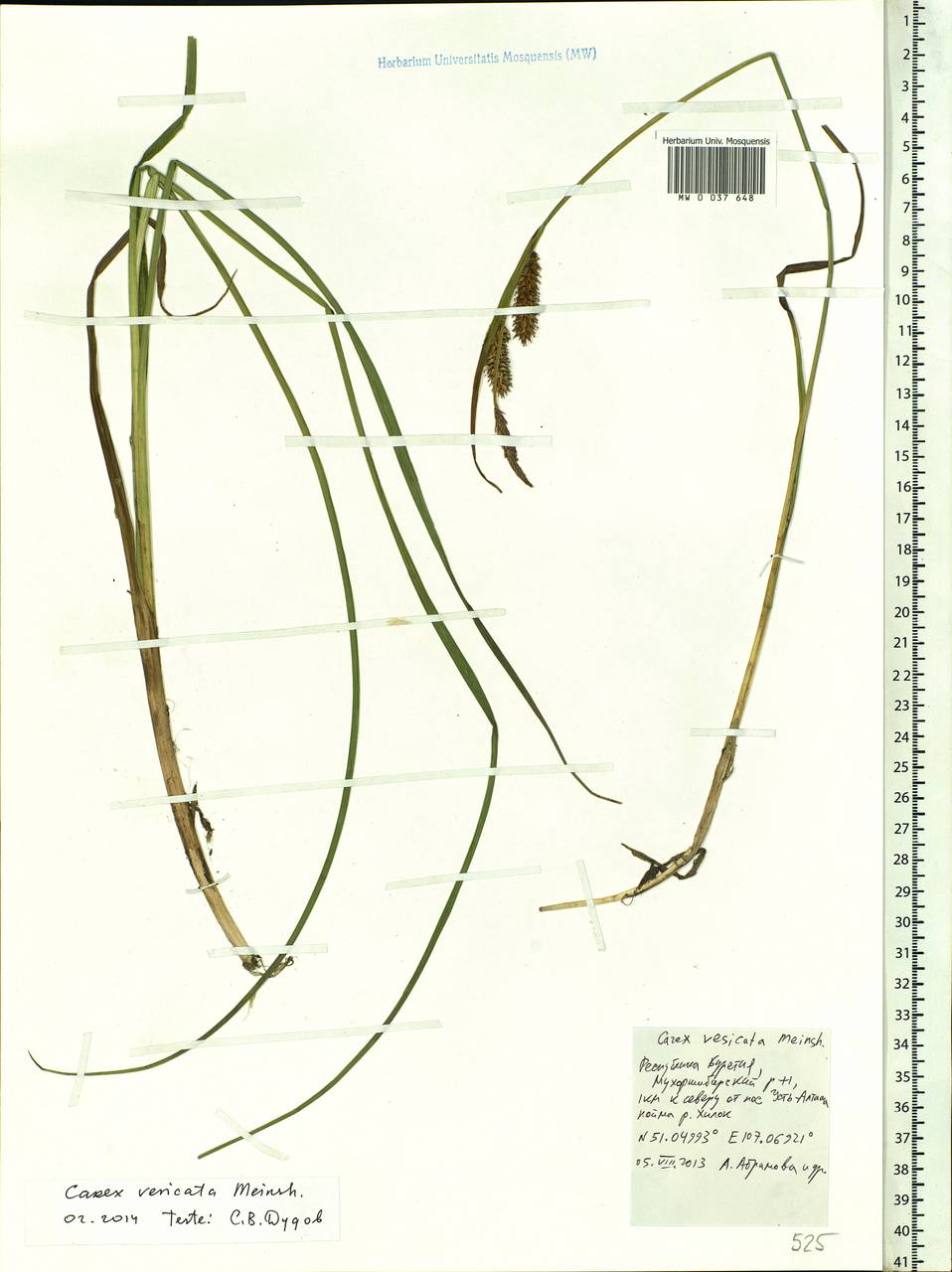 Carex vesicata Meinsh., Siberia, Baikal & Transbaikal region (S4) (Russia)