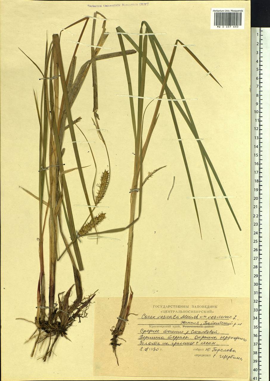 Carex vesicata Meinsh., Siberia, Central Siberia (S3) (Russia)