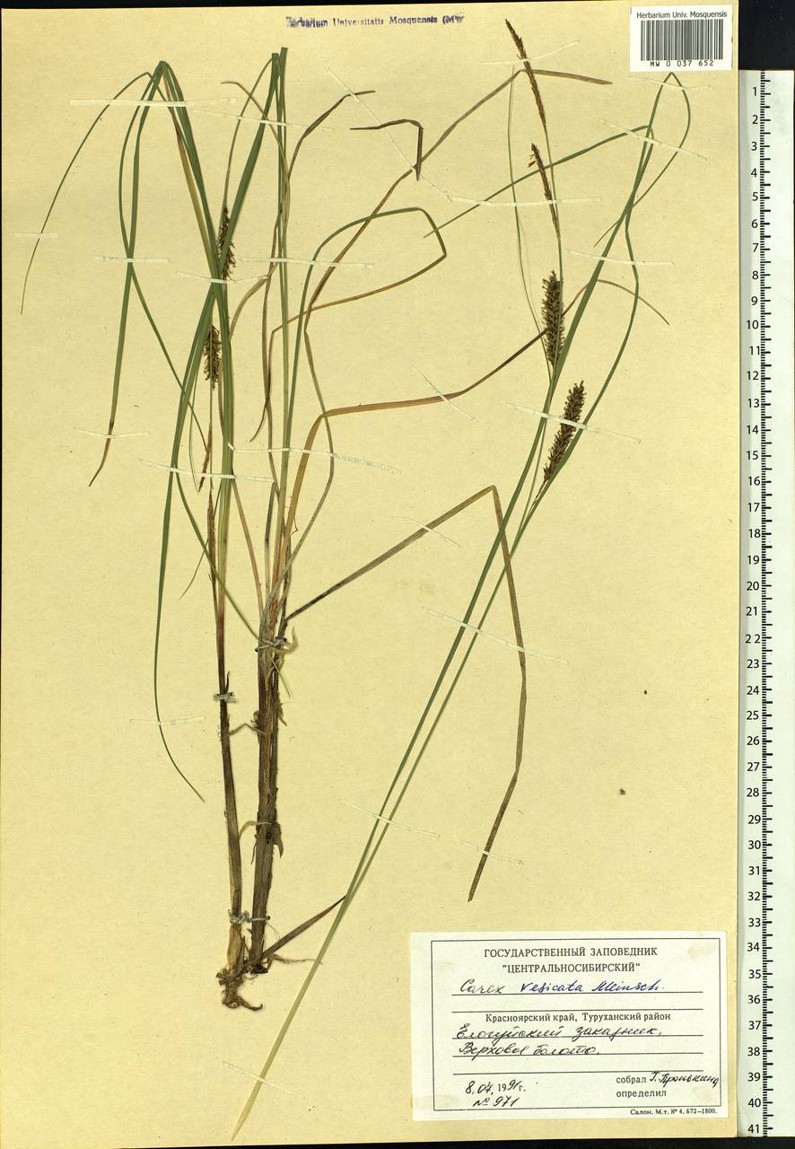 Carex vesicata Meinsh., Siberia, Central Siberia (S3) (Russia)