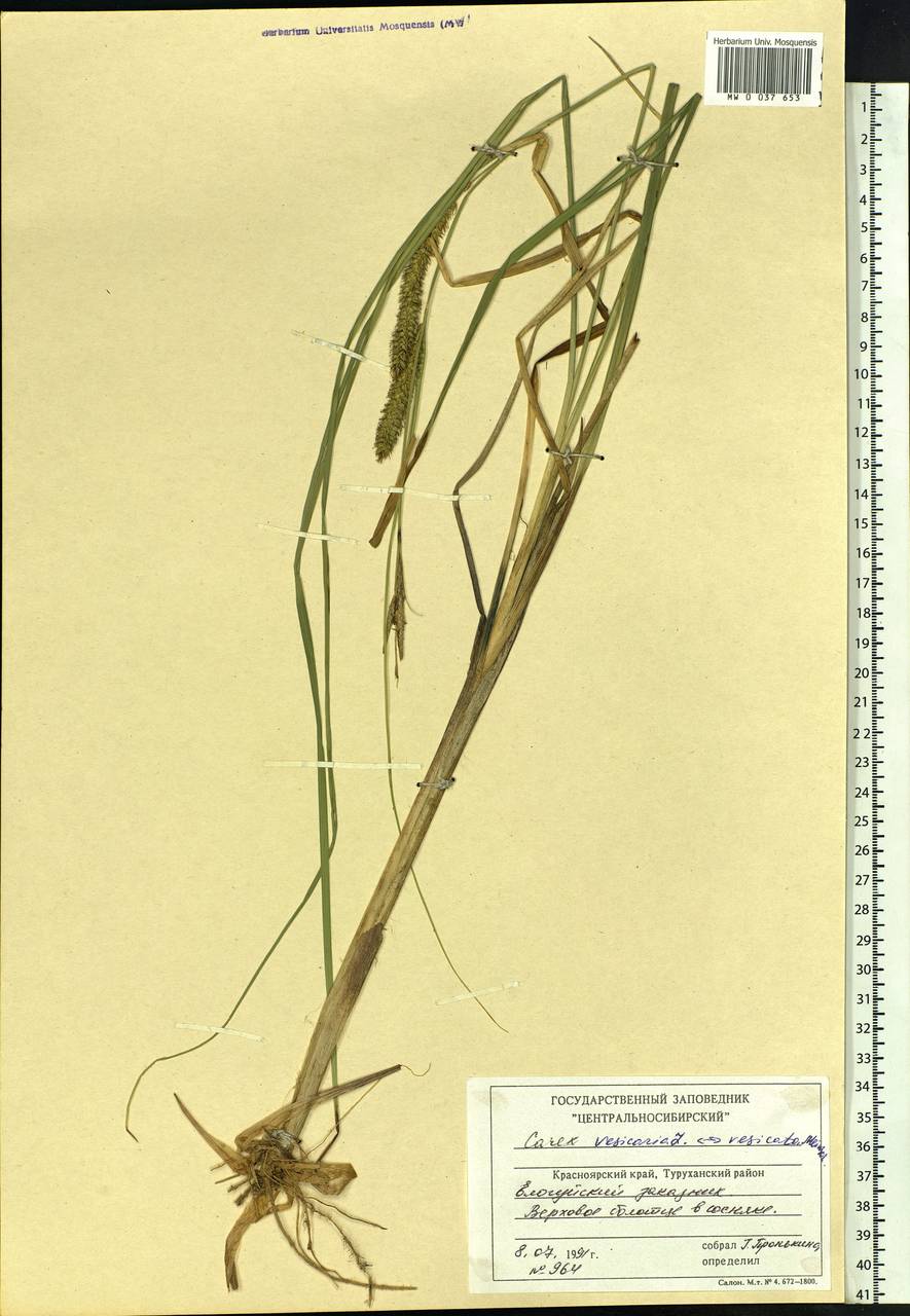 Carex vesicata Meinsh., Siberia, Central Siberia (S3) (Russia)