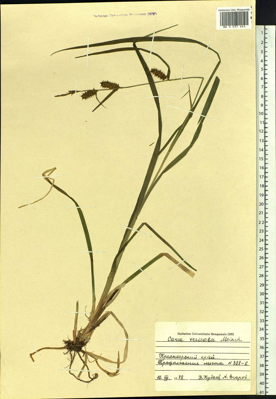 Carex vesicata Meinsh., Siberia, Central Siberia (S3) (Russia)