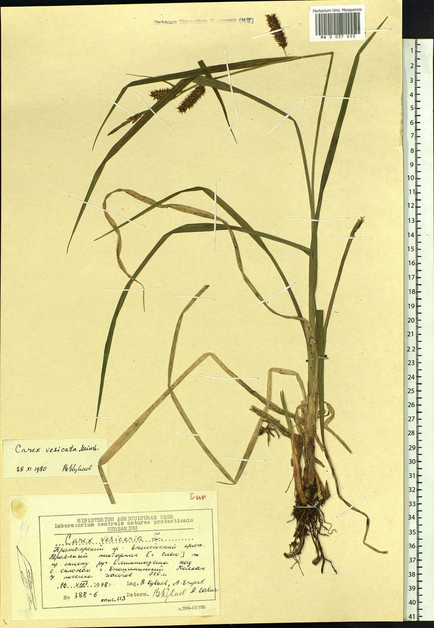 Carex vesicata Meinsh., Siberia, Central Siberia (S3) (Russia)