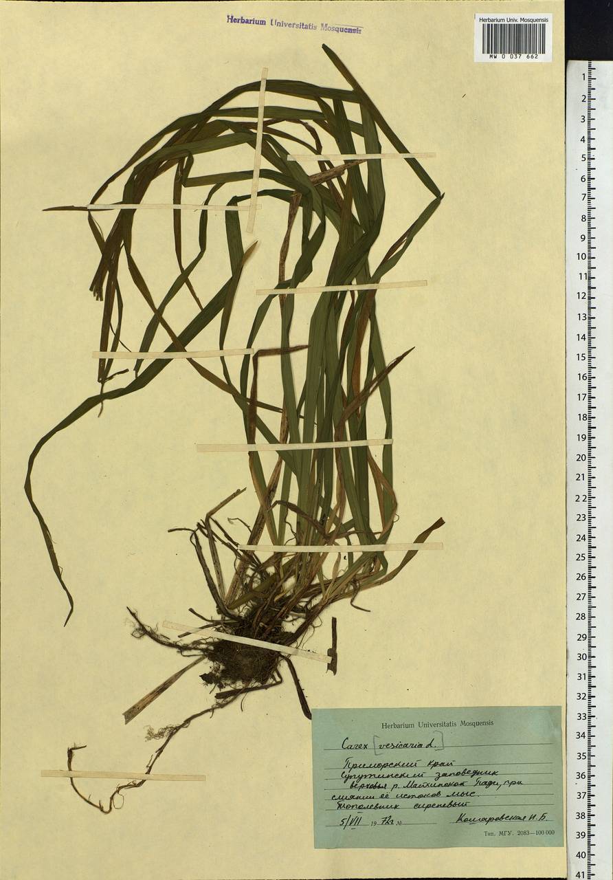 Carex, Siberia, Russian Far East (S6) (Russia)