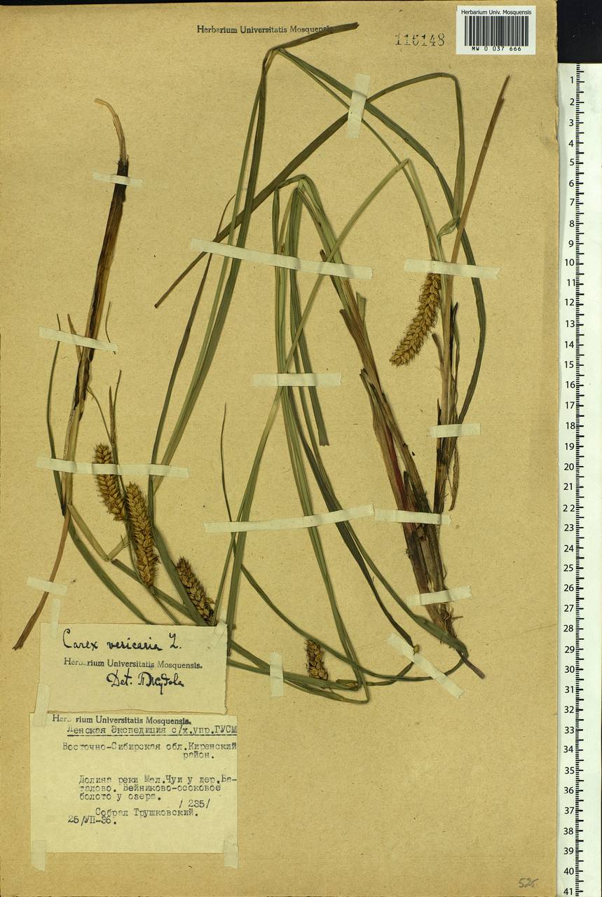 Carex vesicaria L., Siberia, Baikal & Transbaikal region (S4) (Russia)