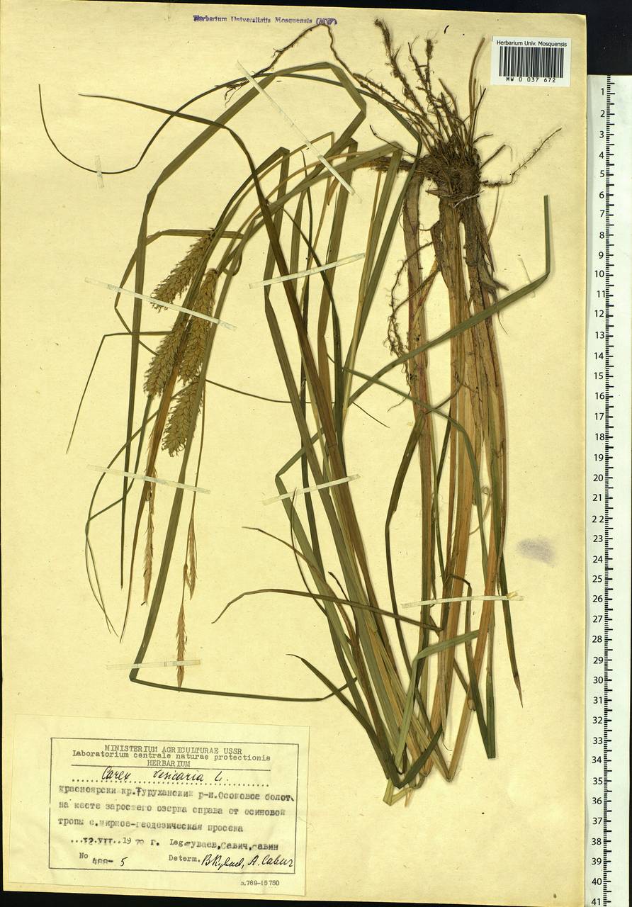 Carex vesicaria L., Siberia, Central Siberia (S3) (Russia)