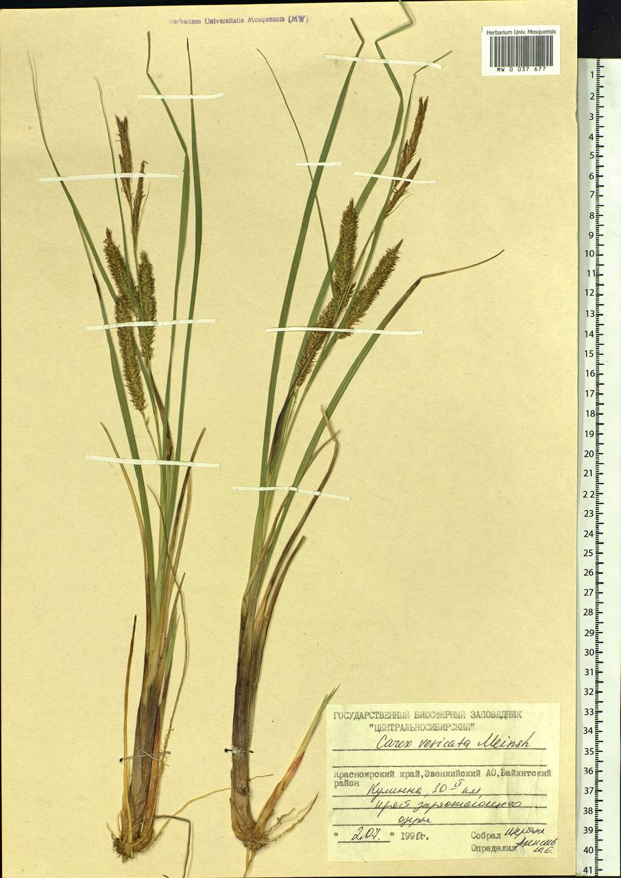 Carex vesicaria L., Siberia, Central Siberia (S3) (Russia)