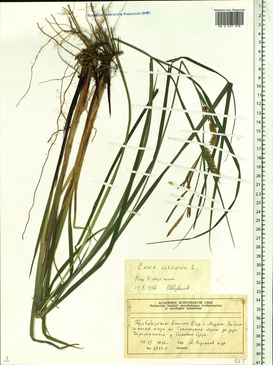 Carex vesicaria L., Siberia, Central Siberia (S3) (Russia)