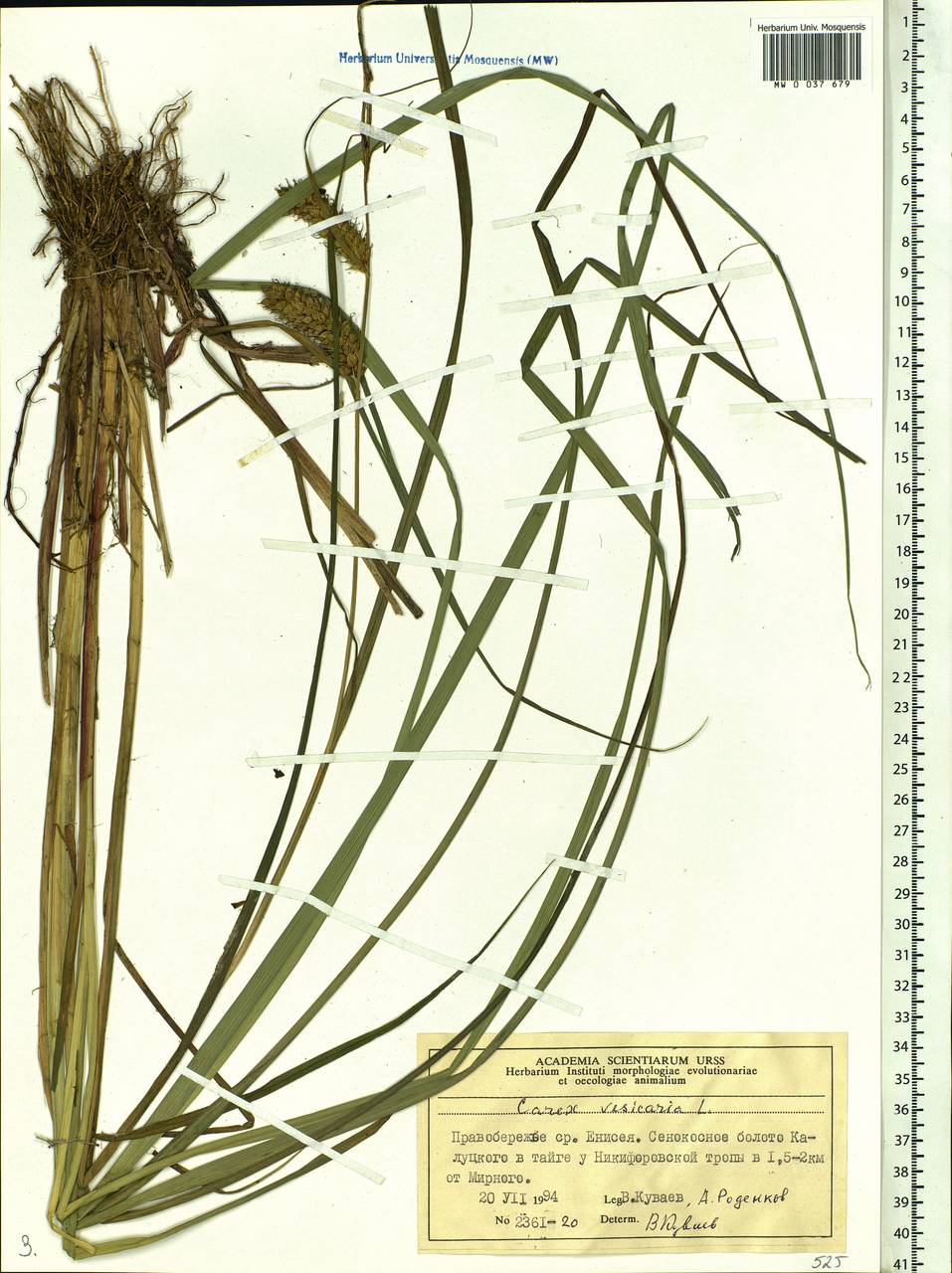 Carex vesicaria L., Siberia, Central Siberia (S3) (Russia)
