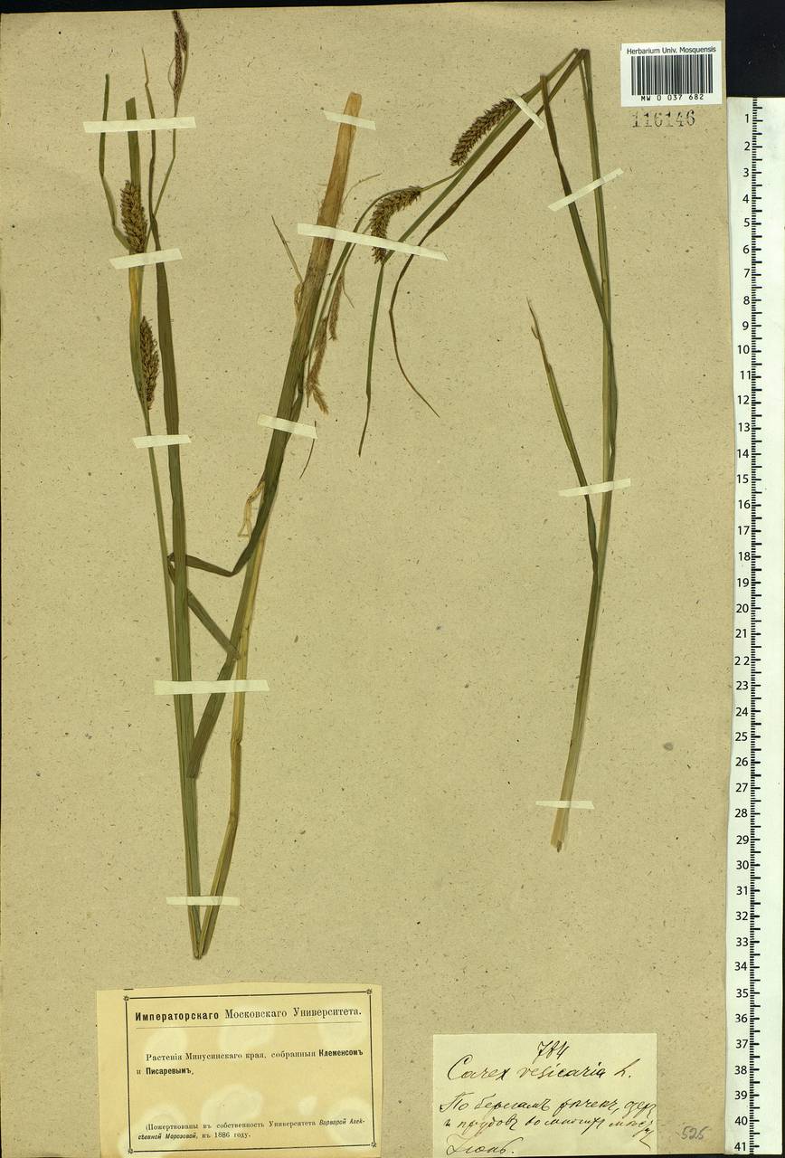 Carex vesicaria L., Siberia, Altai & Sayany Mountains (S2) (Russia)