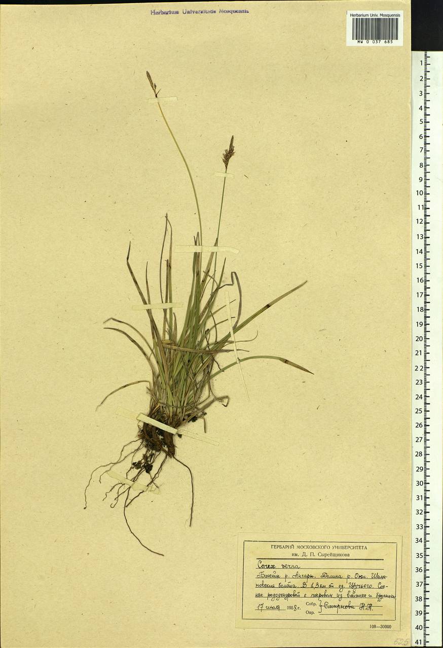 Carex caryophyllea Latourr., Siberia, Baikal & Transbaikal region (S4) (Russia)
