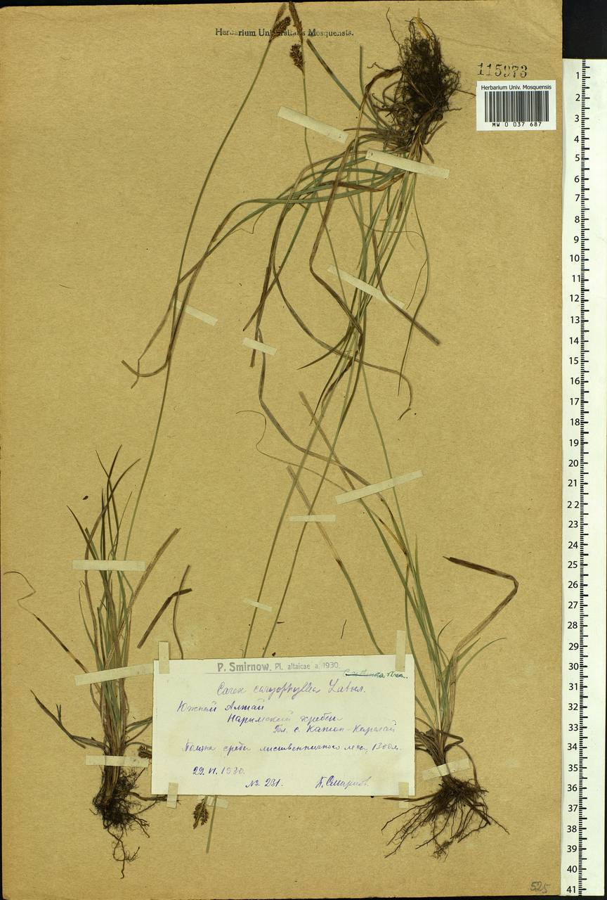 Carex caryophyllea Latourr., Siberia, Western (Kazakhstan) Altai Mountains (S2a) (Kazakhstan)