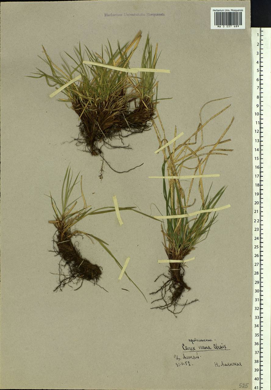Carex caryophyllea Latourr., Siberia, Altai & Sayany Mountains (S2) (Russia)