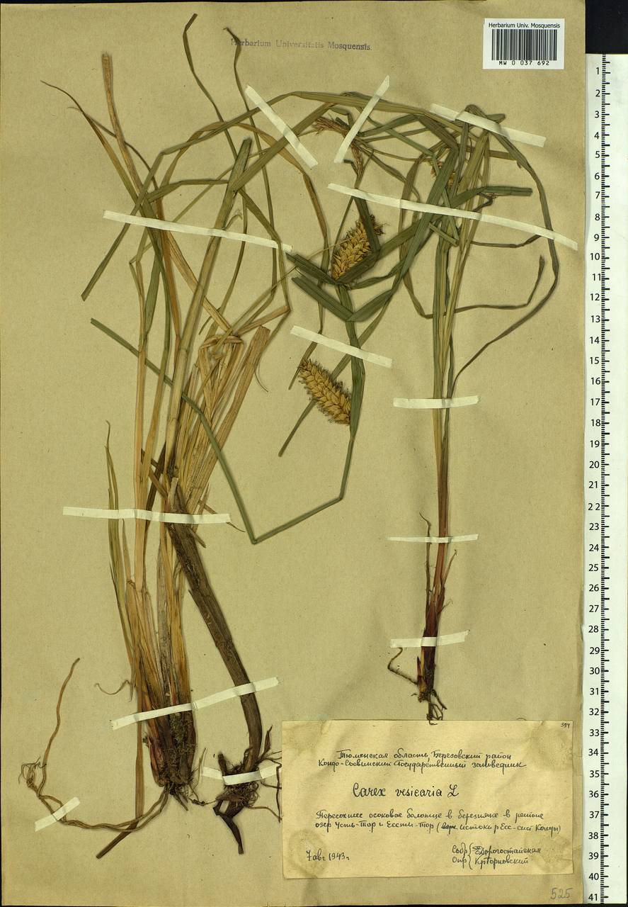 Carex vesicaria L., Siberia, Western Siberia (S1) (Russia)